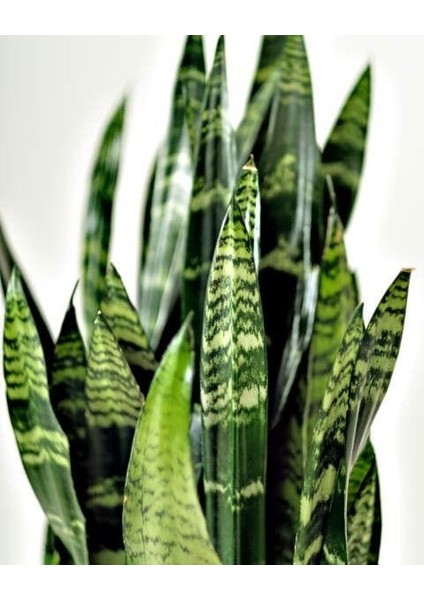 Koyu Yeşil Paşa Kılıcı Bitkisi - 40-60 cm - Sansevieria Zeylanica - Çok Köklü - Uzayan