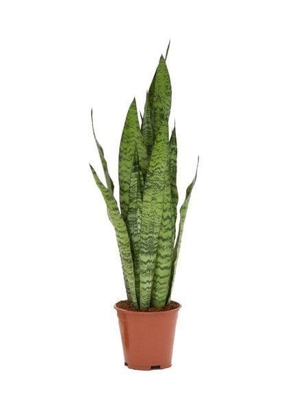 Koyu Yeşil Paşa Kılıcı Bitkisi - 40-60 cm - Sansevieria Zeylanica - Çok Köklü - Uzayan