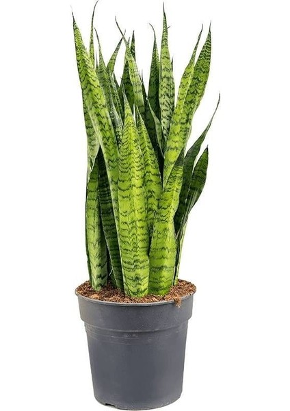 Koyu Yeşil Paşa Kılıcı Bitkisi - 40-60 cm - Sansevieria Zeylanica - Çok Köklü - Uzayan