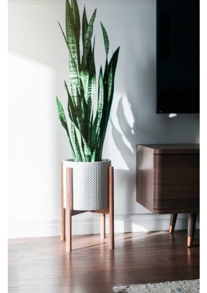 Koyu Yeşil Paşa Kılıcı Bitkisi - 40-60 cm - Sansevieria Zeylanica - Çok Köklü - Uzayan