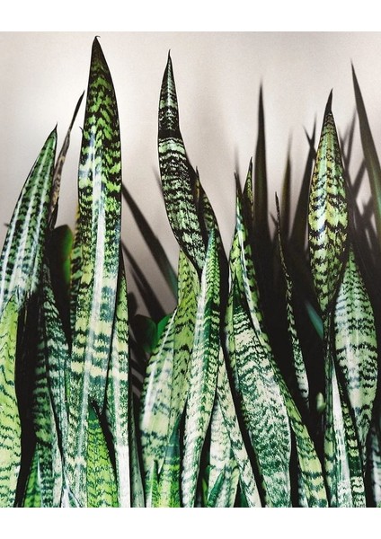 Koyu Yeşil Paşa Kılıcı Bitkisi - 40-60 cm - Sansevieria Zeylanica - Çok Köklü - Uzayan