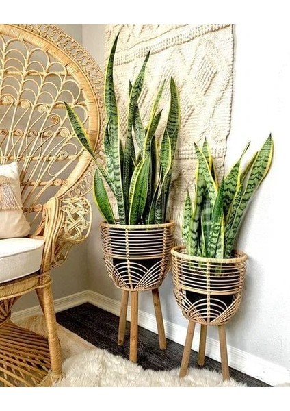 Sarı Kenarlı Paşa Kılıcı - 60-80 cm - Sansevieria Laurentii - Çok Köklü - Uzayan