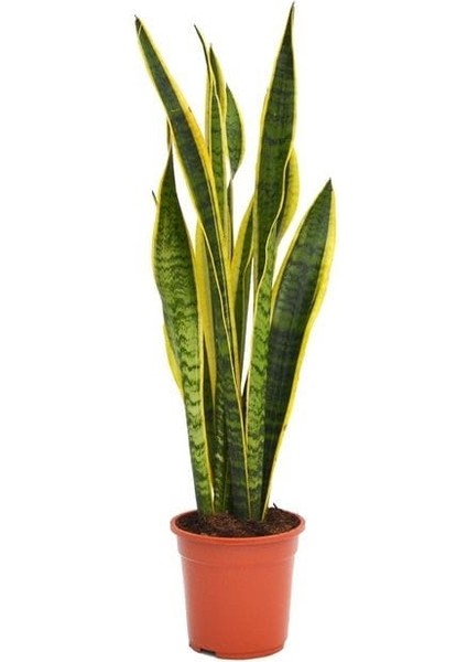 Sarı Kenarlı Paşa Kılıcı - 60-80 cm - Sansevieria Laurentii - Çok Köklü - Uzayan