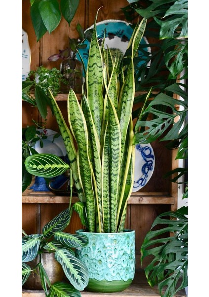 Sarı Kenarlı Paşa Kılıcı - 60-80 cm - Sansevieria Laurentii - Çok Köklü - Uzayan