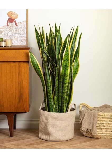 Sarı Kenarlı Paşa Kılıcı - 60-80 cm - Sansevieria Laurentii - Çok Köklü - Uzayan