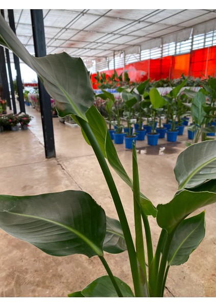 Starliçe Iki Köklü ( Strelitzia ) 80 - 100 cm Ev Ofis Salon Bitkisi