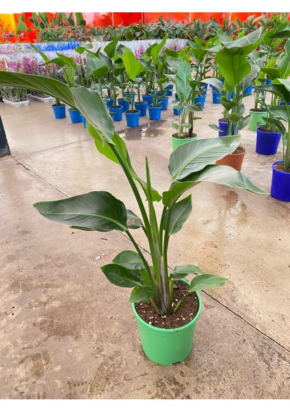 Starliçe Iki Köklü ( Strelitzia ) 80 - 100 cm Ev Ofis Salon Bitkisi