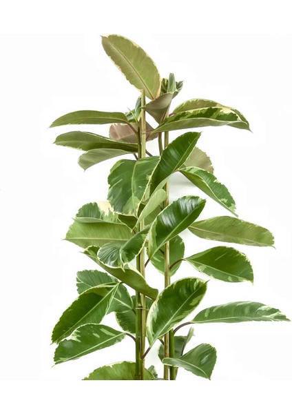 Alacalı Kauçuk Bitkisi-Ficus Elastica Tineke-Ithal-2 Gövdeli 120-140CM fiyatları