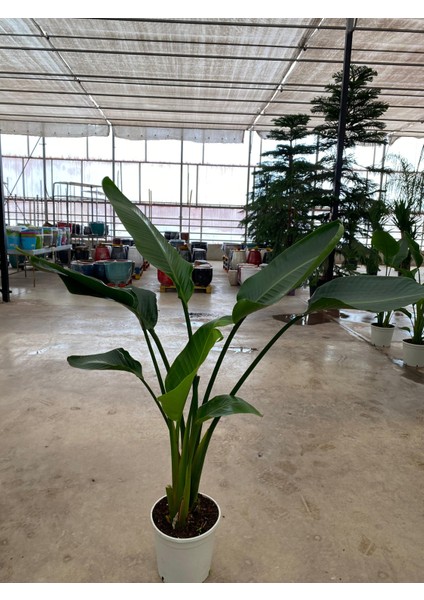 Starliçe Iki Köklü ( Strelitzia ) 120 - 140 cm Ev Ofis Salon Bitkisi