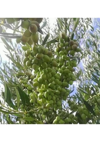 2 Yaş Çok Verimli Tüplü Koroneiki Zeytin Fidanı Meyve Verme Durumunda 100-120 cm