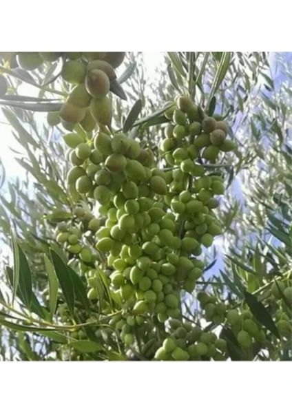 2 Yaş  Çok Verimli Tüplü Koroneiki Zeytin Fidanı  Meyve Verme Durumunda 100-120 cm