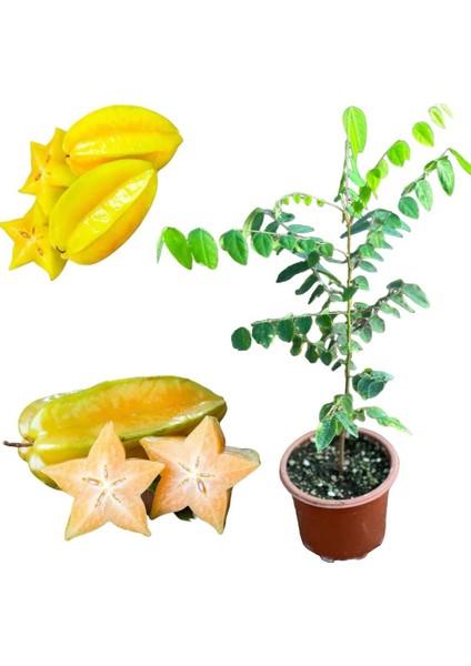 Aşılı Tüplü Yıldız Meyvesi Fidanı Carambola, 60-80 Cm, fiyatları