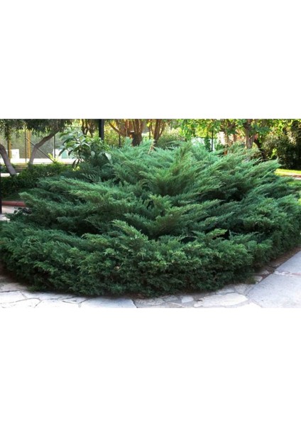 2 Adet Saksıda Yayılıcı Ardıç Fidanı Boy 40-50 cm