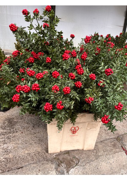 Kokina Çiçeği (Yılbaşı Özel Kokina Demeti)