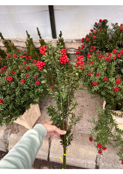 Kokina Çiçeği (Yılbaşı Özel Kokina Demeti) fiyatları