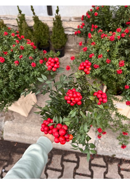 Kokina Çiçeği (Yılbaşı Özel Kokina Demeti) modelleri