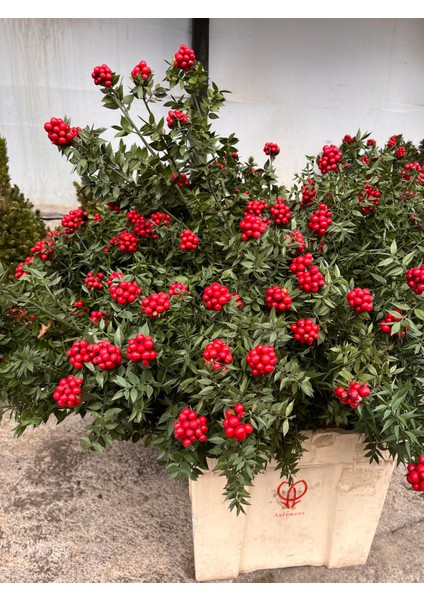 Kokina Çiçeği (Yılbaşı Özel Kokina Demeti) fırsatları