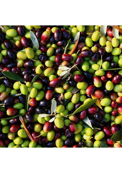 Tüm İklimlere Uygun Yağlık ve Sofralık Tüplü Malatya Zeytini Fidanı
