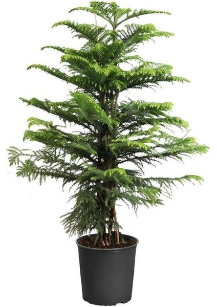 Yılbaşı Çamı - Salon Çamı - 120-150 cm - Araucaria - Dev Arokarya Çamı - Çok Değerli