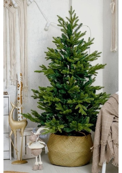 Yılbaşı Çamı - Salon Çamı - 120-150 cm - Araucaria - Dev Arokarya Çamı - Çok Değerli