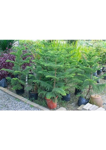 Yılbaşı Çamı - Salon Çamı - 120-150 cm - Araucaria - Dev Arokarya Çamı - Çok Değerli