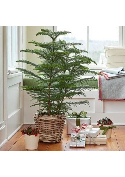 Yılbaşı Çamı - Salon Çamı - 120-150 cm - Araucaria - Dev Arokarya Çamı - Çok Değerli