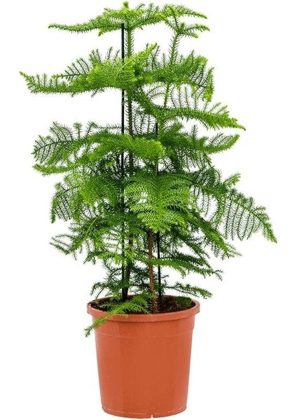 Yılbaşı Çamı - Salon Çamı - 40-60 cm - Arokarya Çamı - Araucaria - Çok Değerli