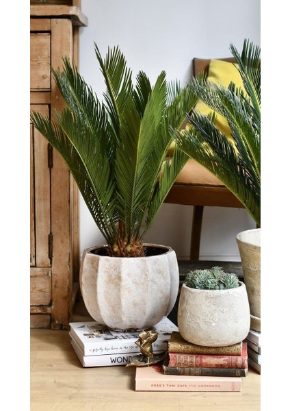 Sikas Ağacı / Cycas / Sagu Palmiyesi / 60-80 cm / Çok Değerli Antik Bitki