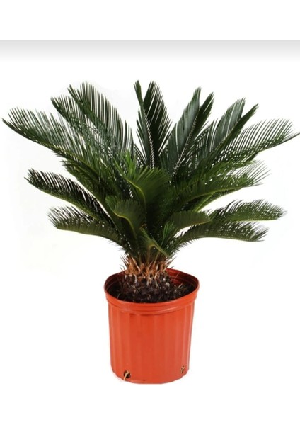 Sikas Ağacı / Cycas / Sagu Palmiyesi / 60-80 cm / Çok Değerli Antik Bitki