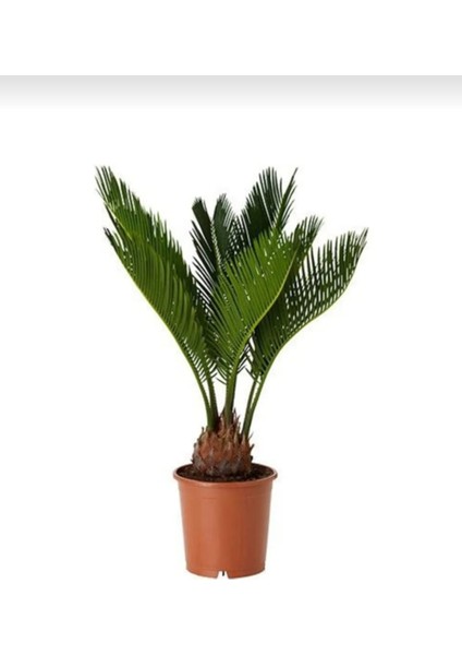 Sikas Ağacı / Cycas / Sagu Palmiyesi / 60-80 cm / Çok Değerli Antik Bitki