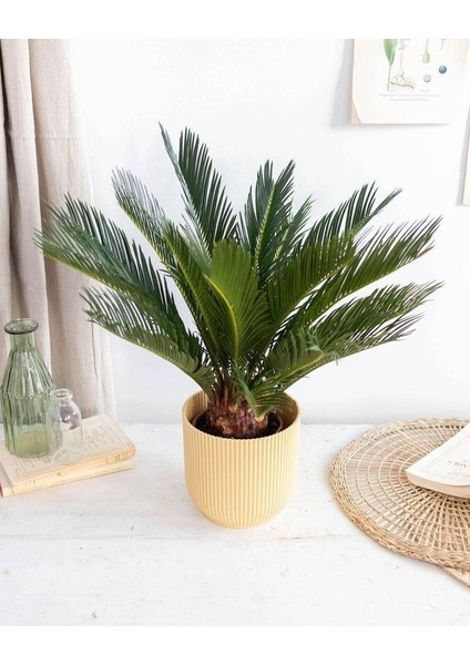 Sikas Ağacı / Cycas / Sagu Palmiyesi / 60-80 cm / Çok Değerli Antik Bitki