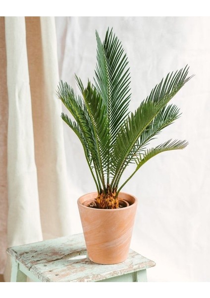 Sikas Ağacı / Cycas / Sagu Palmiyesi / 60-80 cm / Çok Değerli Antik Bitki