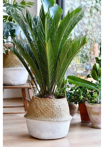 Sikas Ağacı / Cycas / Sagu Palmiyesi / 80-100 cm / Çok Değerli Antik Bitki