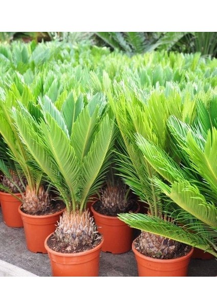 Sikas Ağacı / Cycas / Sagu Palmiyesi / 80-100 cm / Çok Değerli Antik Bitki