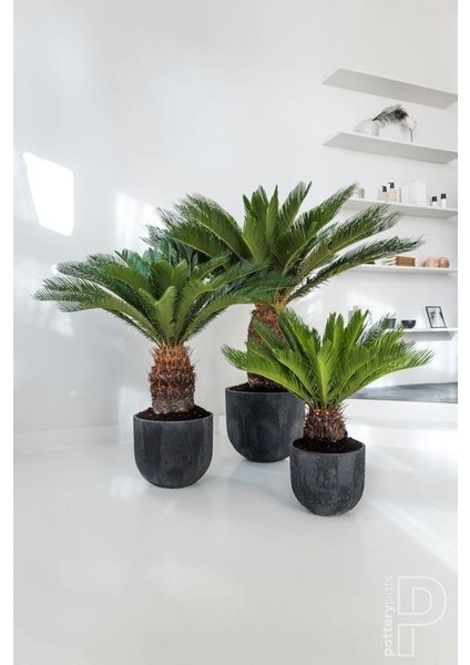 Sikas Ağacı / Cycas / Sagu Palmiyesi / 80-100 cm / Çok Değerli Antik Bitki