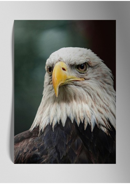 Kartal Eagle - Metal Poster Tablo