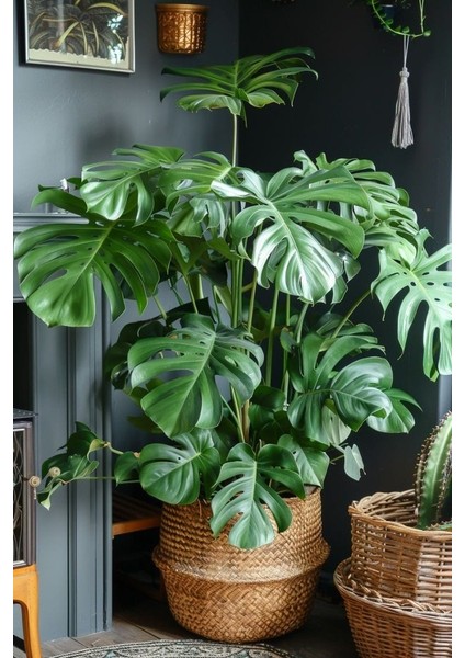 Delikli Deve Tabanı - 60-80 cm - Monstera Deliciosa - Popüler Bitki - Dolgun Formda