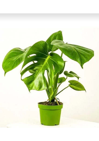 Delikli Deve Tabanı - 60-80 cm - Monstera Deliciosa - Popüler Bitki - Dolgun Formda