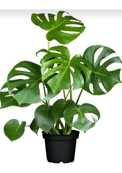 Delikli Deve Tabanı - 60-80 cm - Monstera Deliciosa - Popüler Bitki - Dolgun Formda