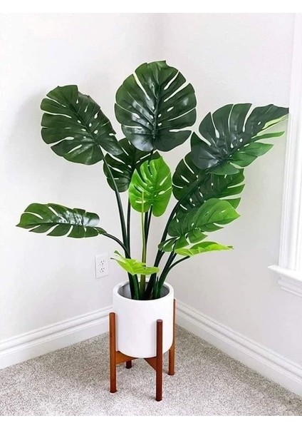 Delikli Deve Tabanı - 60-80 cm - Monstera Deliciosa - Popüler Bitki - Dolgun Formda