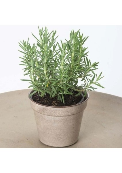 Biberiye Fidanı 1 Adet 15-25 cm