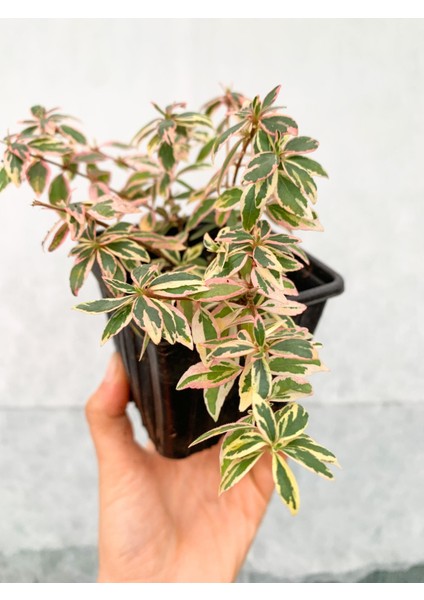 4 Adet Alacalı Abelia Grandiflora Confetti Fidanı Dış Mekan Çit Bitkisi