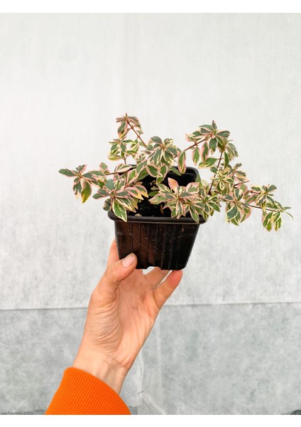 4 Adet Alacalı Abelia Grandiflora Confetti Fidanı Dış Mekan Çit Bitkisi