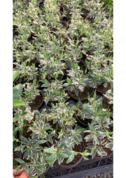 4 Adet Alacalı Abelia Grandiflora Confetti Fidanı Dış Mekan Çit Bitkisi