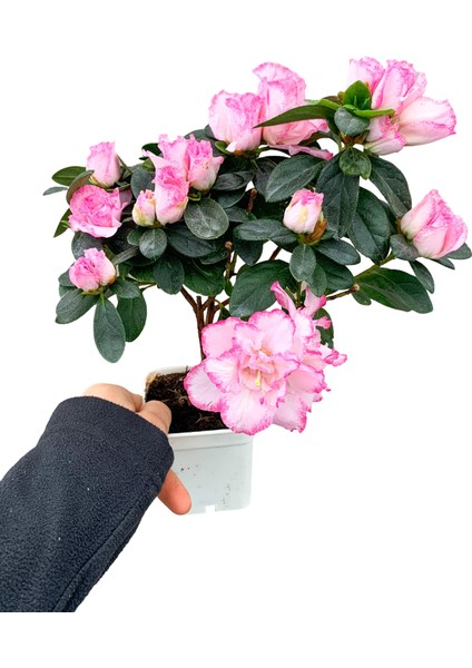 Pembe Çiçekli Açelya Bitkisi Azalea