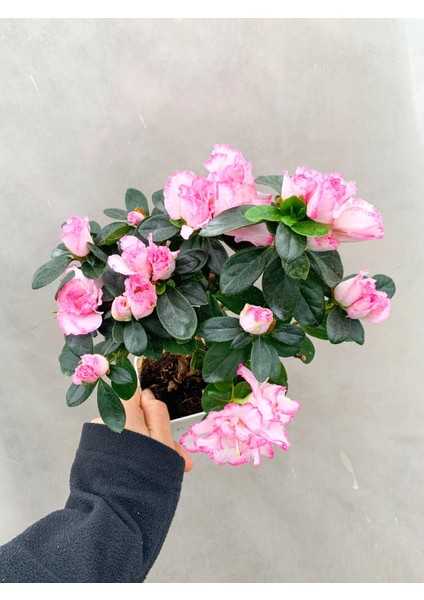 Pembe Çiçekli Açelya Bitkisi Azalea fiyatları