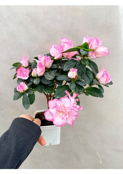 Pembe Çiçekli Açelya Bitkisi Azalea modelleri