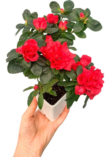 Kırmızı Çiçekli Açelya Bitkisi Azalea
