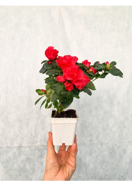 Kırmızı Çiçekli Açelya Bitkisi Azalea fiyatları