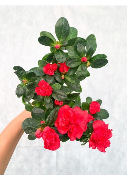 Kırmızı Çiçekli Açelya Bitkisi Azalea modelleri